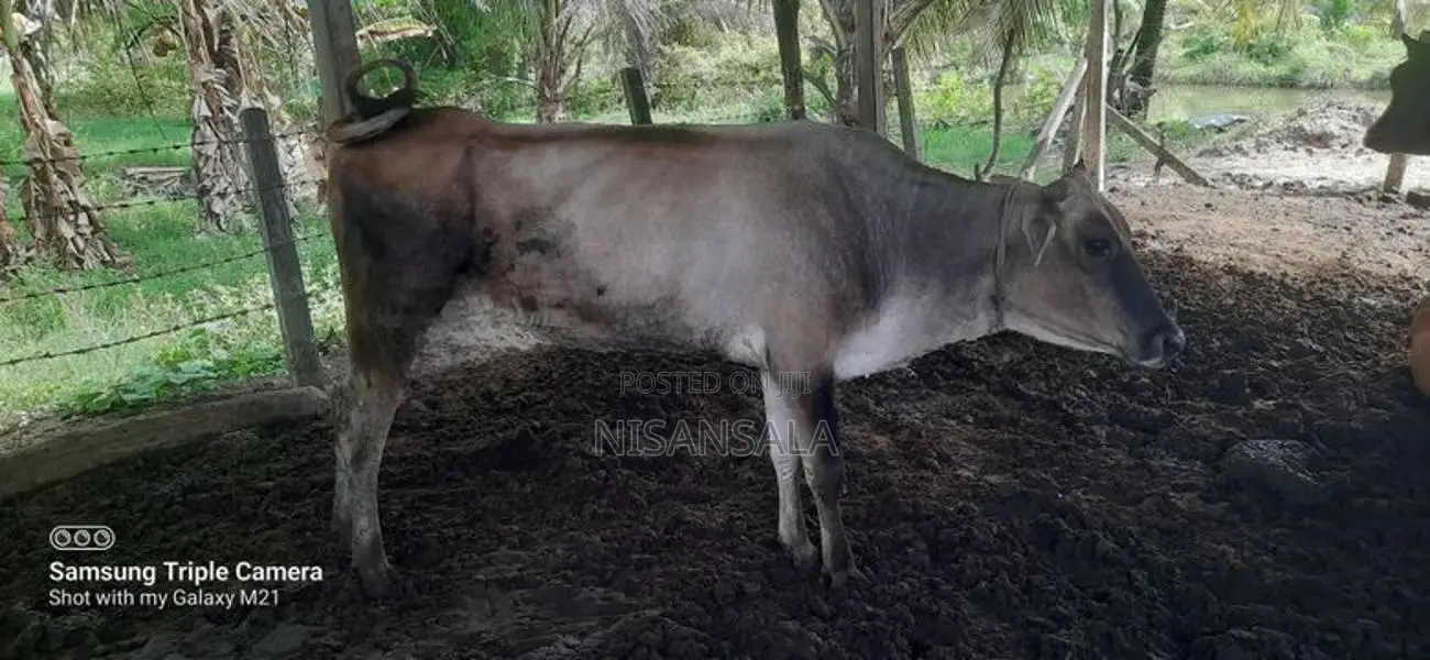 Cow