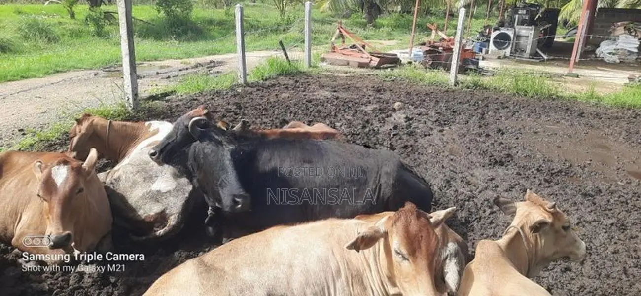 Cow