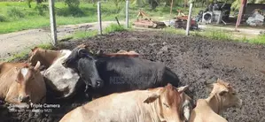 Cow