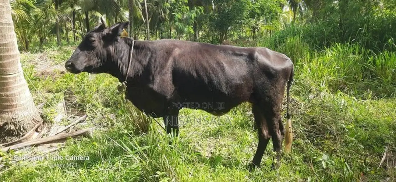 Cow