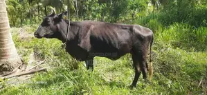 Cow