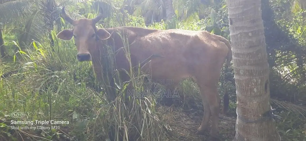 Cow