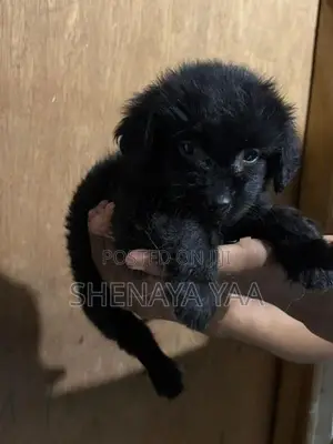 Terrier Puppy