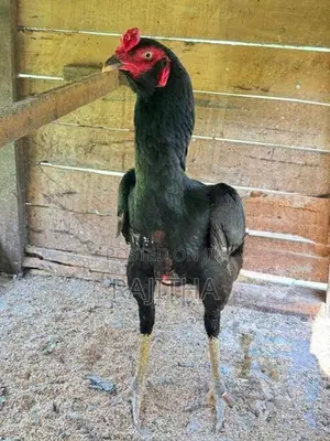 Kukulan