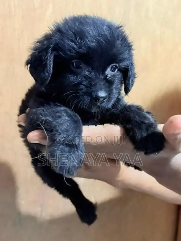 Terrier Puppy