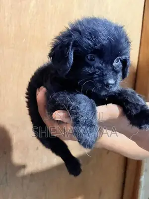 Terrier Puppy