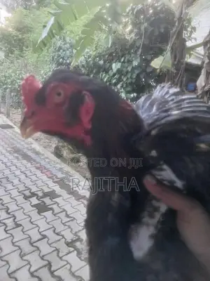 Kukulan