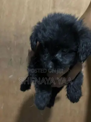 Terrier Puppy