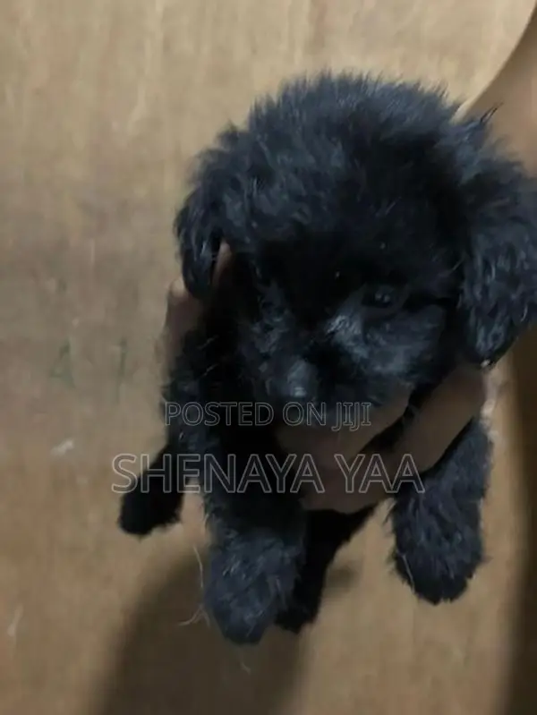 Terrier Puppy