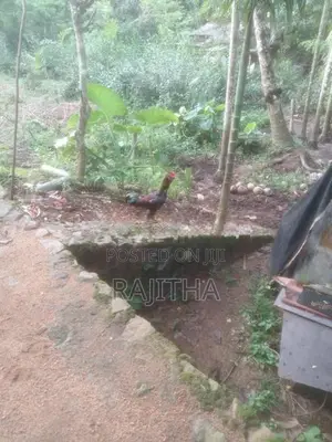 Kukulan