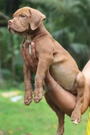 American Bully Puppies