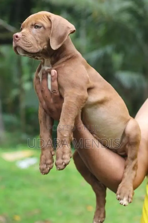 American Bully Puppies