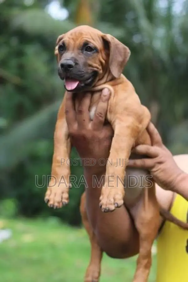 American Bully Puppies