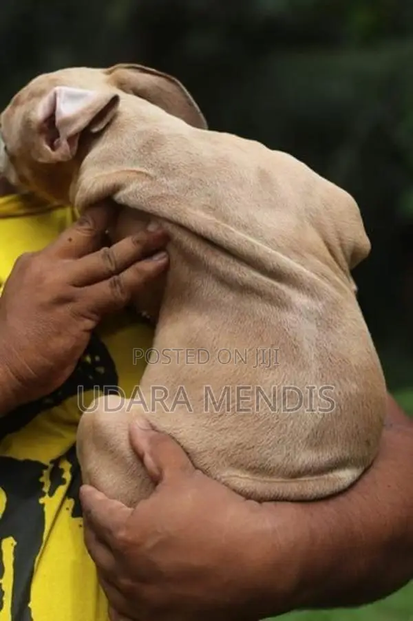 American Bully Puppies