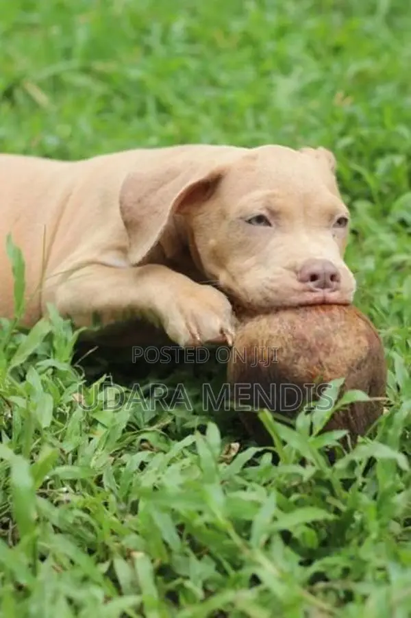 American Bully Puppies