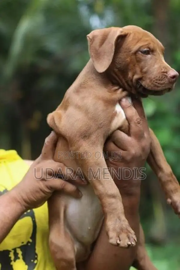 American Bully Puppies