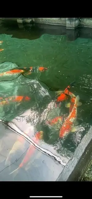 Koi Fish