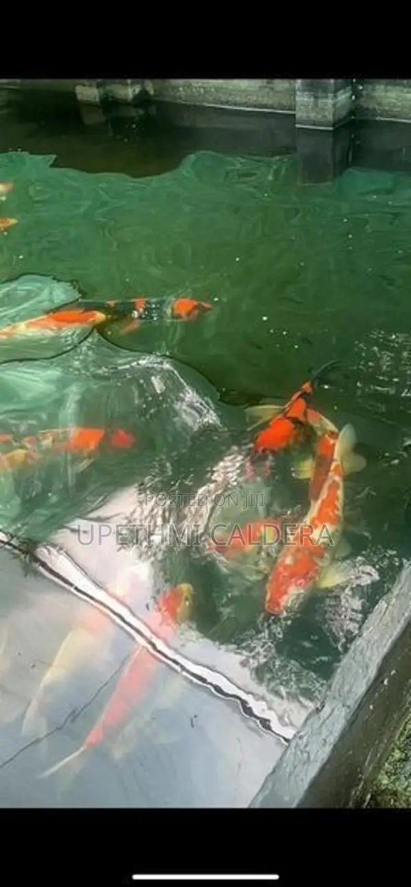 Koi Fish