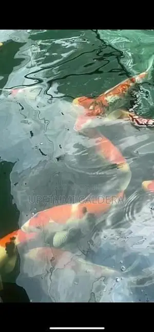 Koi Fish