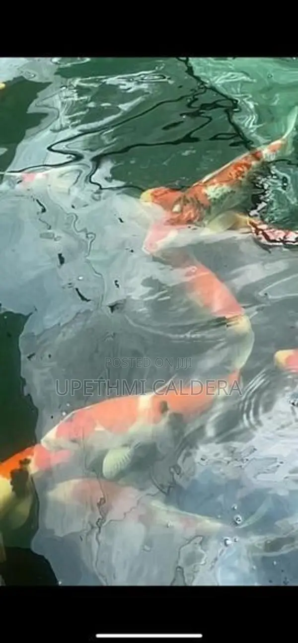Koi Fish