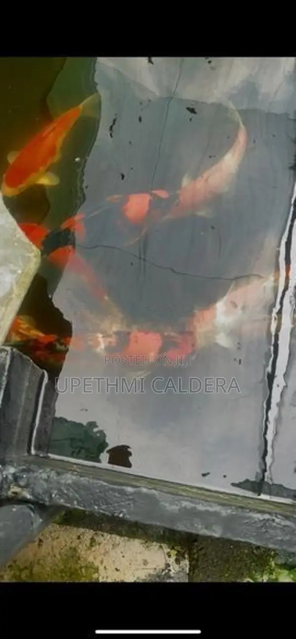Koi Fish