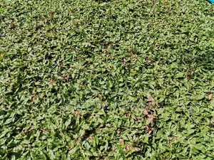 Malaysian Grass Carpet