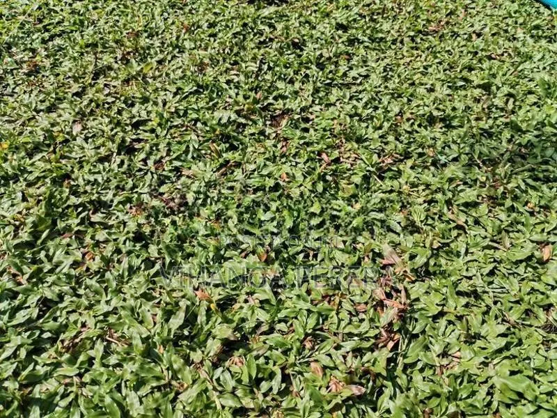 Malaysian Grass Carpet