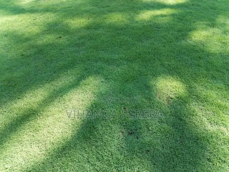 Malaysian Grass Carpet