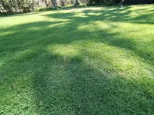Malaysian Grass Carpet