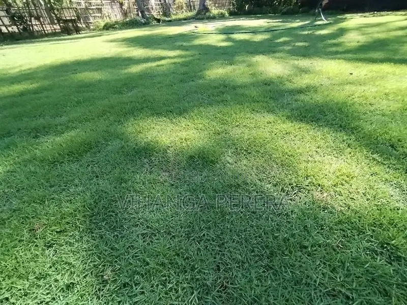 Malaysian Grass Carpet