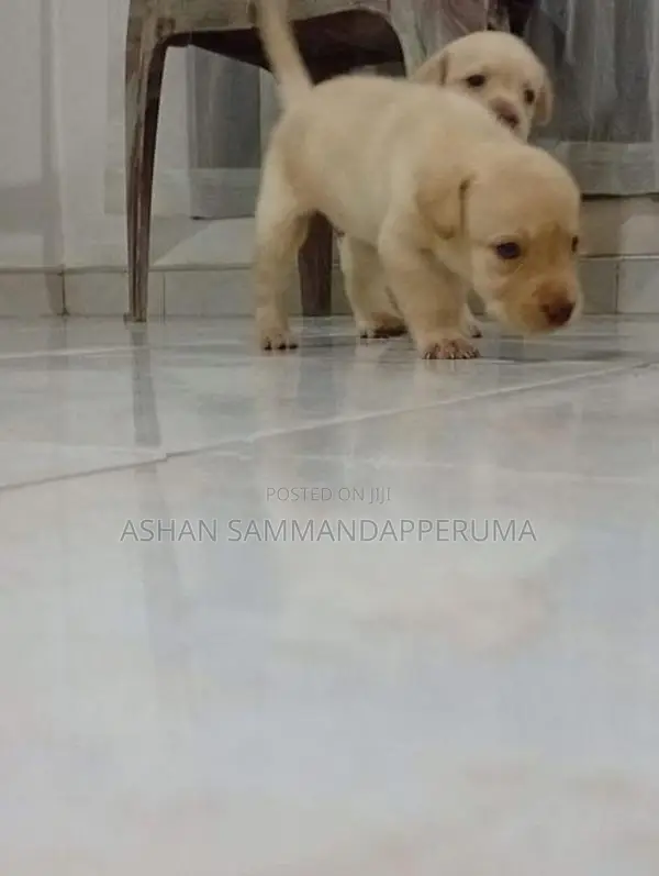 Labrador Puppies