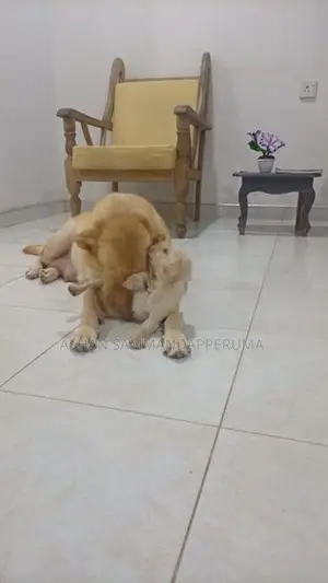 Labrador Puppies