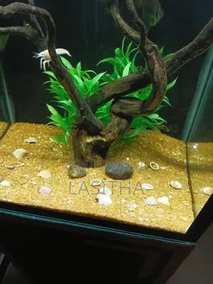 Used Box Type Fish Tank