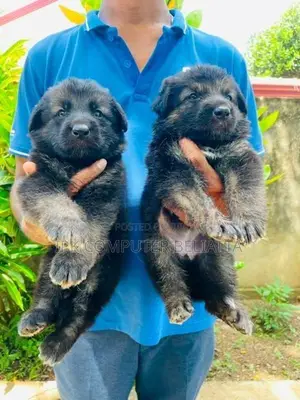 German Shepherd Puppies