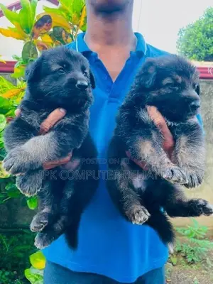 German Shepherd Puppies