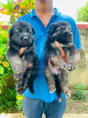 German Shepherd Puppies