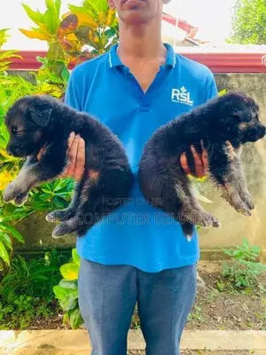 German Shepherd Puppies