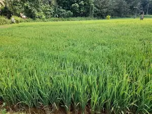 Land for Sale in Gampaha