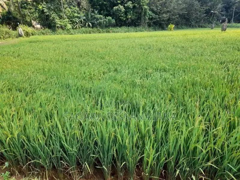 Land for Sale in Gampaha