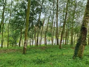 හෝමාගම නගරයට නුදුරින් බිම් කොටස් විකිණීමට