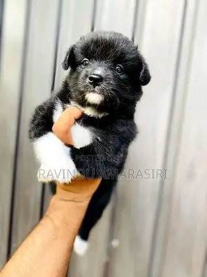 Pomeranian Puppies