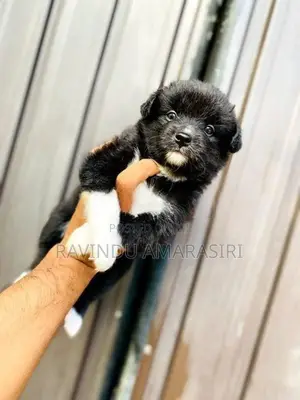 Pomeranian Puppies