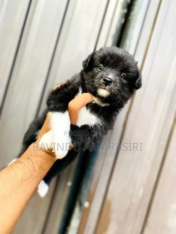 Pomeranian Puppies