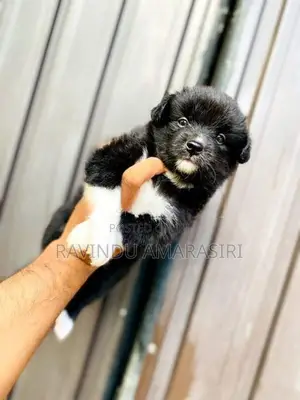 Pomeranian Puppies