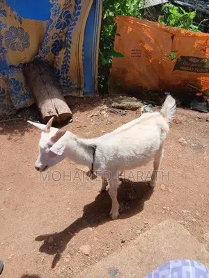 Goat