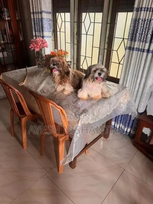 Shih Tzu Puppy