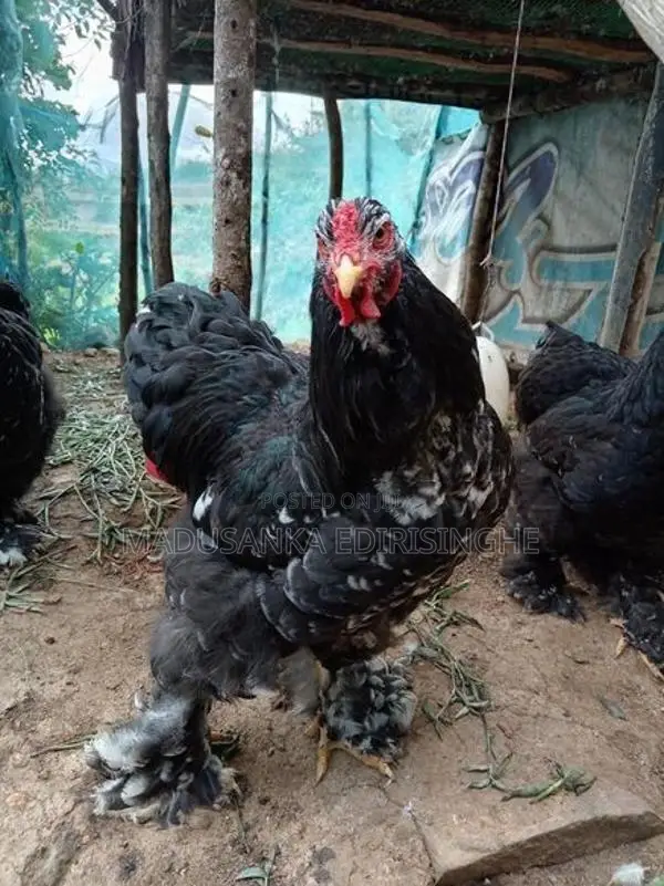 Chickens