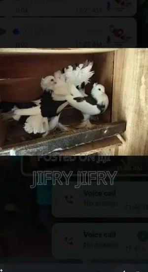 Pigeons