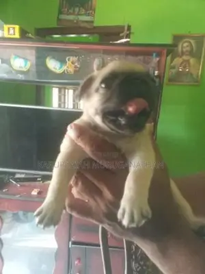 Pug Puppies
