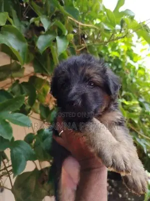 ජර්මන් ශෙපට්